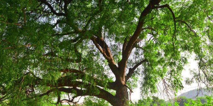 A árvore que protege a casa contra insetos e enfeita qualquer jardim sem trabalho