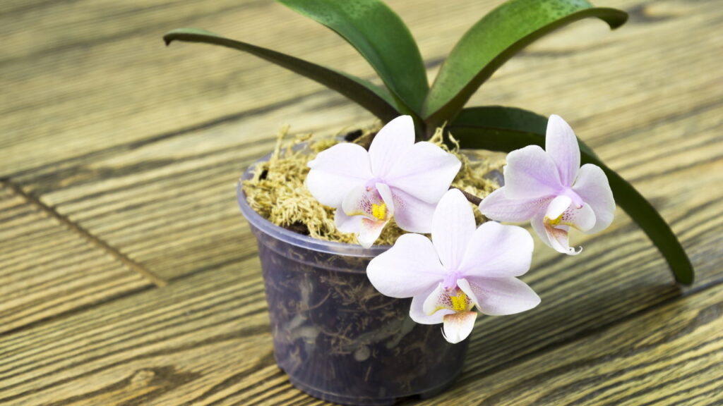 Como cuidar de orquídeas em vasos e fazer florescer sempre