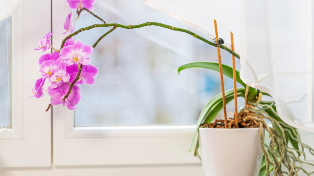 Como cuidar de orquídeas em vasos e fazer florescer sempre