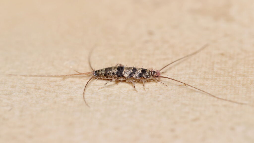 O pequeno inseto que se esconde em nossas casas e intriga moradores