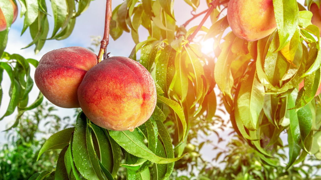Nem limoeiro, nem laranjeira: a frutífera perfeita para plantar em setembro e colher no verão