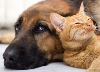 Escolher o nome certo muda a forma como o pet é percebido e tratado