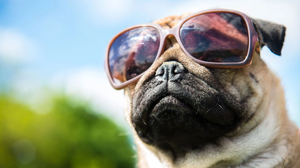 Escolher o nome certo muda a forma como o pet é percebido e tratado