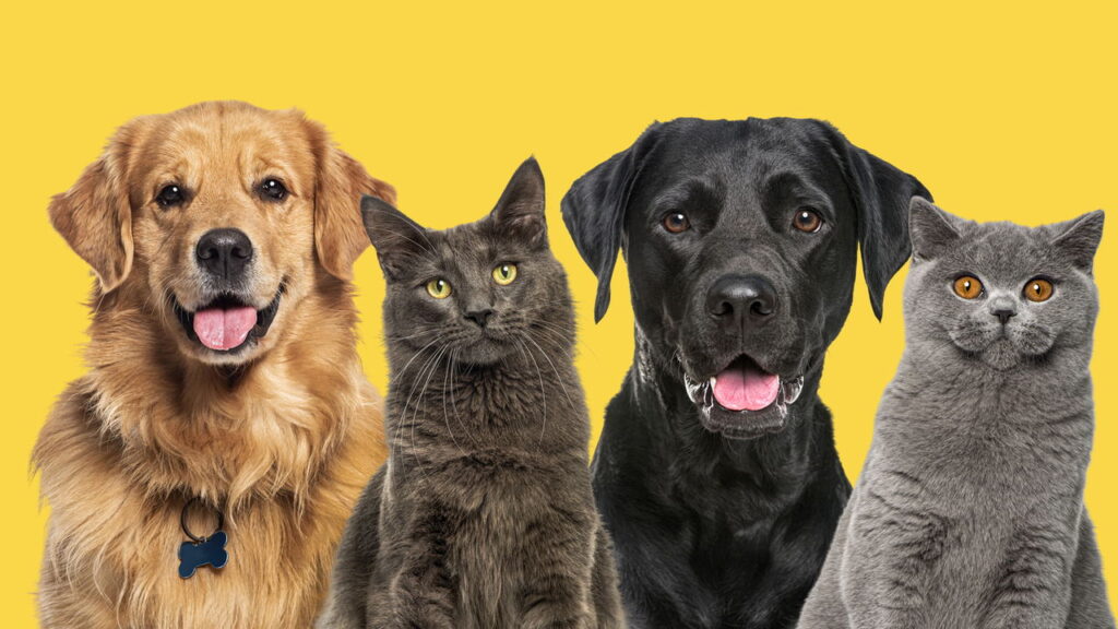 Saiba quais são os nomes mais escolhidos para cães e gatos no Brasil