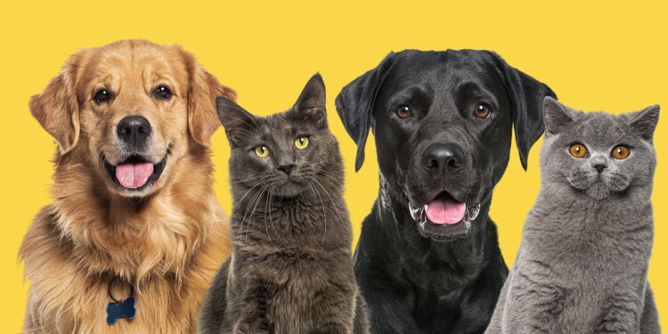 Saiba quais são os nomes mais escolhidos para cães e gatos no Brasil