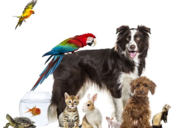 O que o nome do seu pet revela sobre a personalidade dele