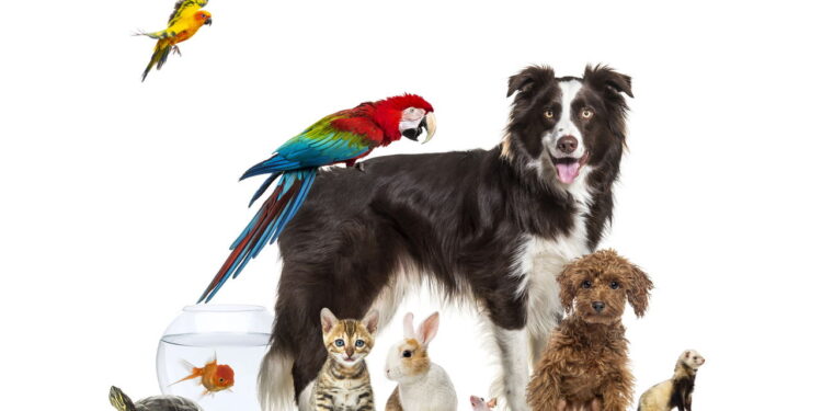 O que o nome do seu pet revela sobre a personalidade dele