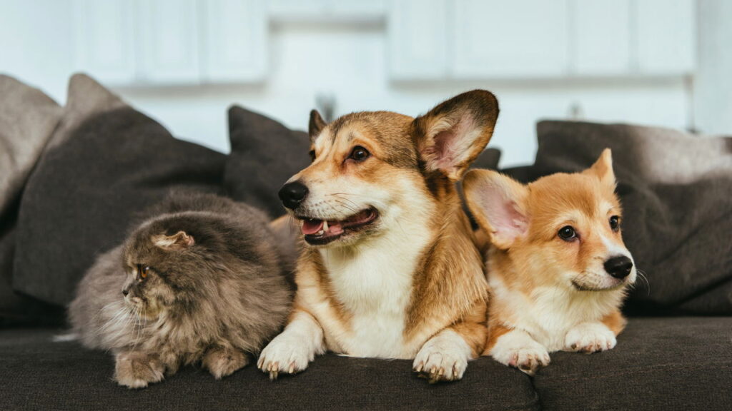 Esses nomes de pets são criativos e engraçados por serem inspirados em comida