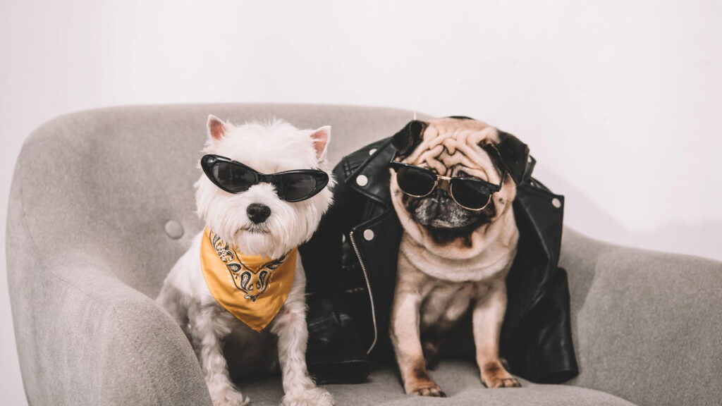 3 nomes criativos para pets que estão em tendência em 2025