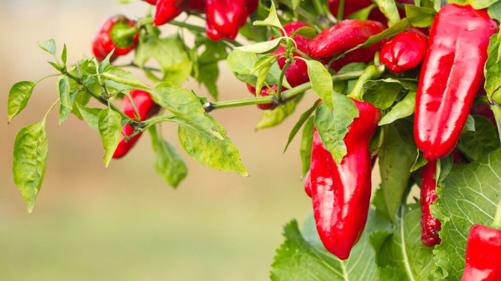 Qual planta cada signo deve plantar de acordo com a data de nascimento