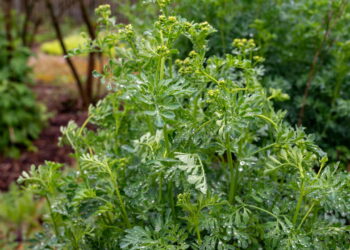 Plantas que afastam energias ruins e transformam a energia do lar