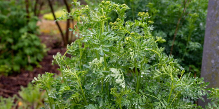 Plantas que afastam energias ruins e transformam a energia do lar