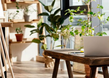 4 plantas que deixam sua casa mais bonita e fácil de cuidar