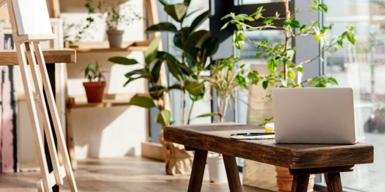 4 plantas que deixam sua casa mais bonita e fácil de cuidar