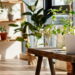 4 plantas que deixam sua casa mais bonita e fácil de cuidar
