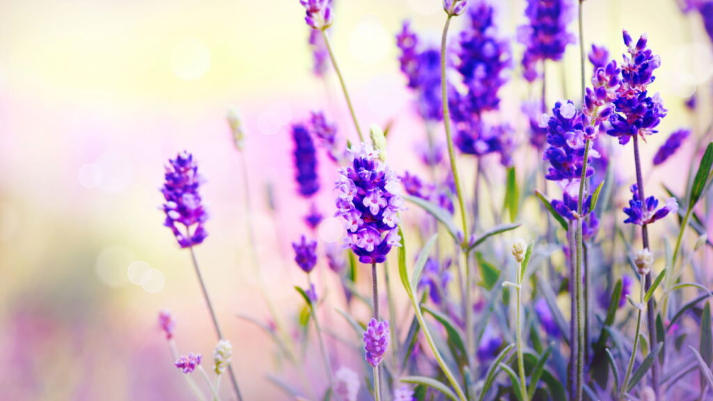 Plantas que afastam energias ruins e transformam a energia do lar