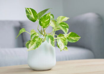 Plantas de interior que purificam o ar e deixam a casa saudável