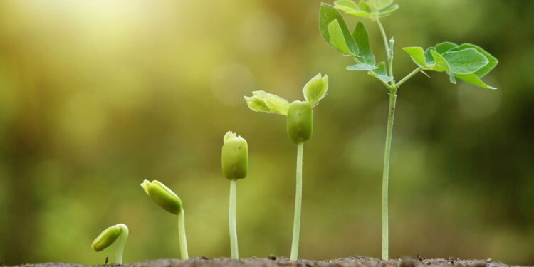 Plantas que acalmam o olhar criam um cantinho de paz dentro de casa