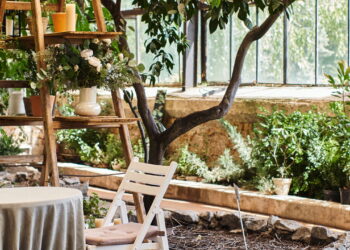 3 plantas arredondadas para harmonia visual e conforto emocional