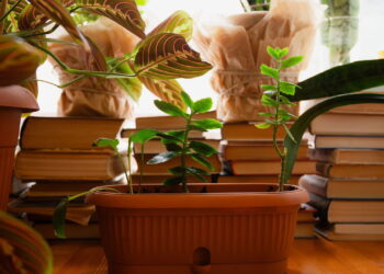 3 plantas que transformam bibliotecas caseiras com mais tranquilidade e foco