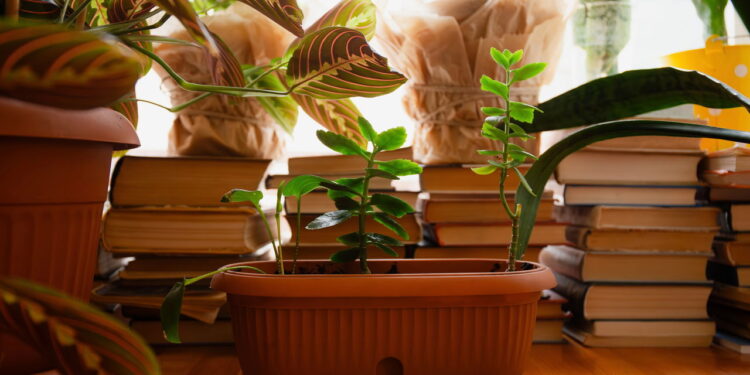 3 plantas que transformam bibliotecas caseiras com mais tranquilidade e foco