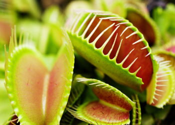 Como usar plantas carnívoras como decoração e inspiração na cozinha