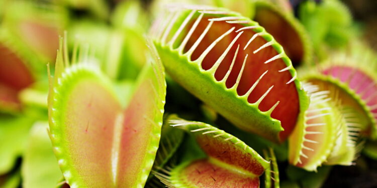 Como usar plantas carnívoras como decoração e inspiração na cozinha