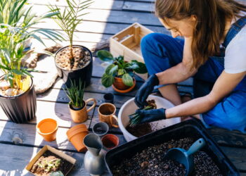 Compatibilidade de signos com plantas que fortalecem vínculos