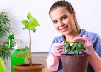 3 plantas esculturais que elevam a decoração de forma impressionante