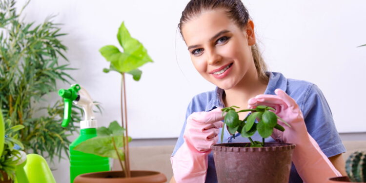 3 plantas esculturais que elevam a decoração de forma impressionante