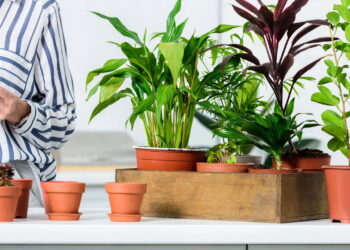 Plantas que atraem pássaros e enchem o jardim de cantos