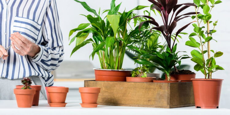 Plantas que atraem pássaros e enchem o jardim de cantos