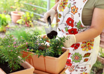 Plantas que elevam a vibração positiva e o equilíbrio emocional