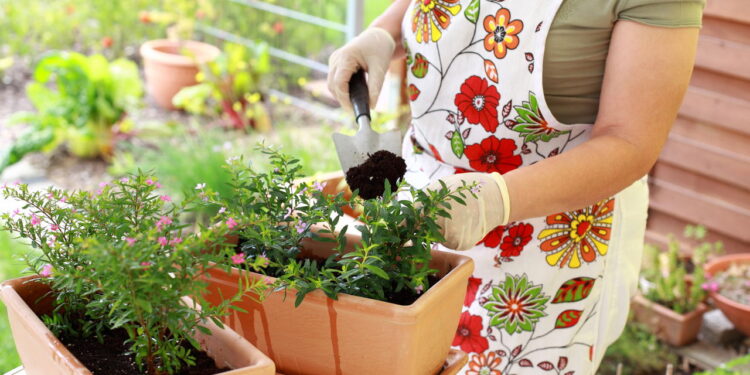 Plantas que elevam a vibração positiva e o equilíbrio emocional