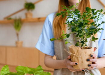 3 plantas que reduzem inchaço e promovem silhueta elegante
