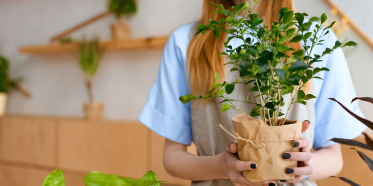 3 plantas que reduzem inchaço e promovem silhueta elegante
