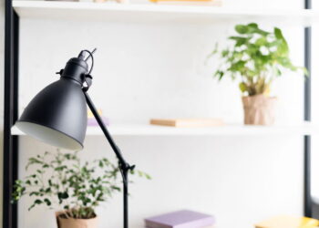 3 plantas ideais para ambientes com luz variável e manutenção simples