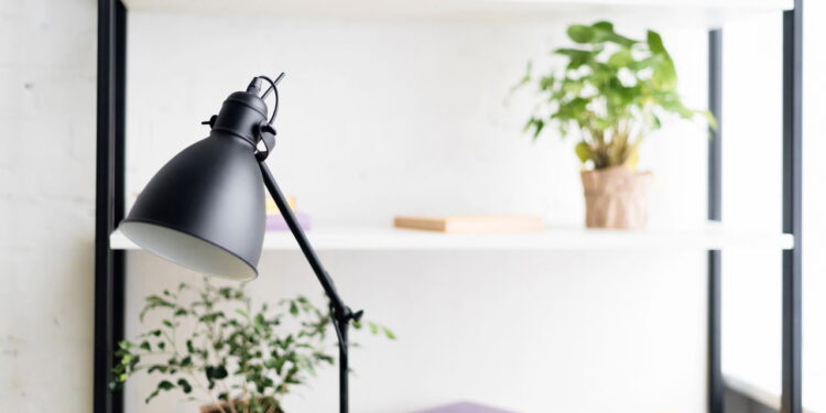 3 plantas ideais para ambientes com luz variável e manutenção simples