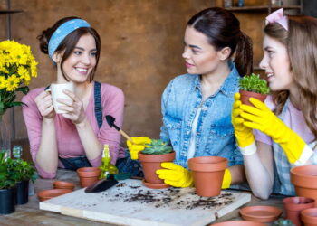3 plantas que apoiam a menopausa com graça e vitalidade renovada