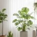Essa é a planta mais elegante para transformar sua casa