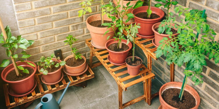 As 3 plantas que são a cara do inverno e da primavera