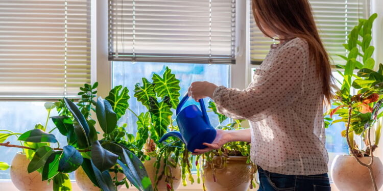 Plantas trepadeiras para transformar muros com charme natural