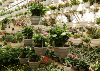 As 3 plantas sazonais que trazem aroma e beleza durante todo o ano