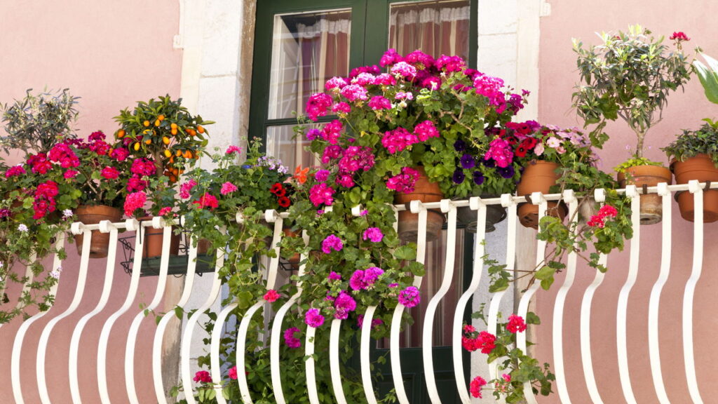 Como plantas suspensas podem decorar e melhor o ambiente