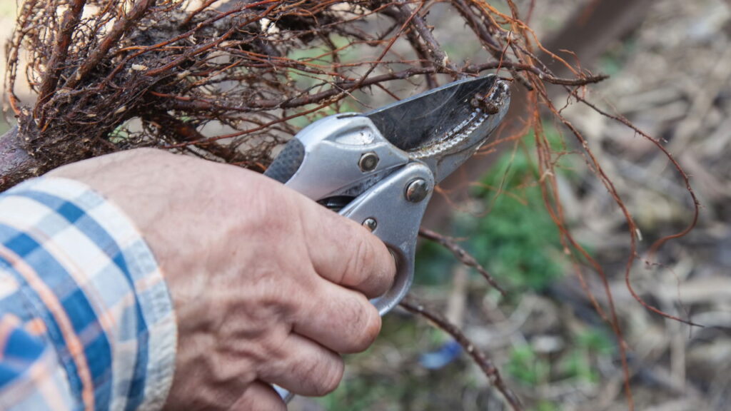 É melhor podar árvores no outono ou na primavera segundo especialistas