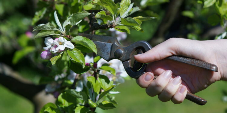 É melhor podar árvores no outono ou na primavera segundo especialistas