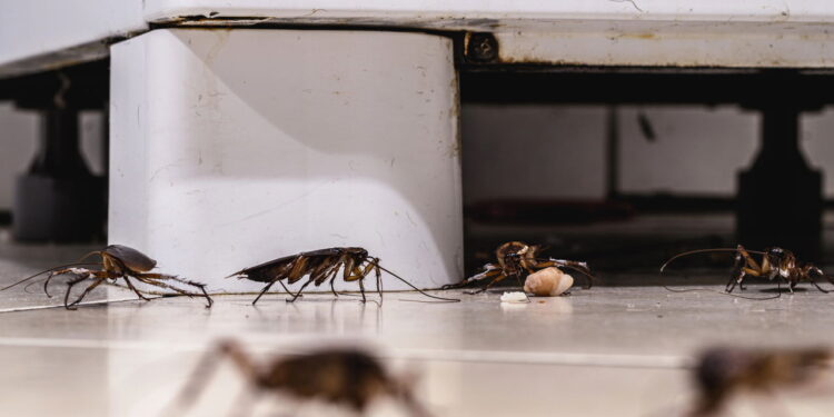 Sua cozinha atrai pragas por esses motivos simples