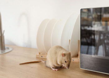 Métodos simples e naturais para evitar pragas em eletrodomésticos