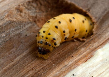 Pragas que vivem escondidas nos móveis e colocam sua saúde em risco