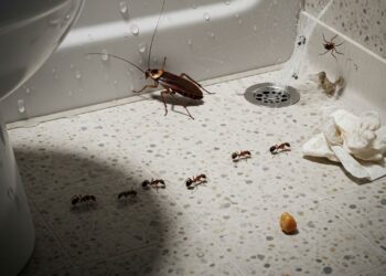 Como acabar com larvas e insetos que saem do ralo do banheiro